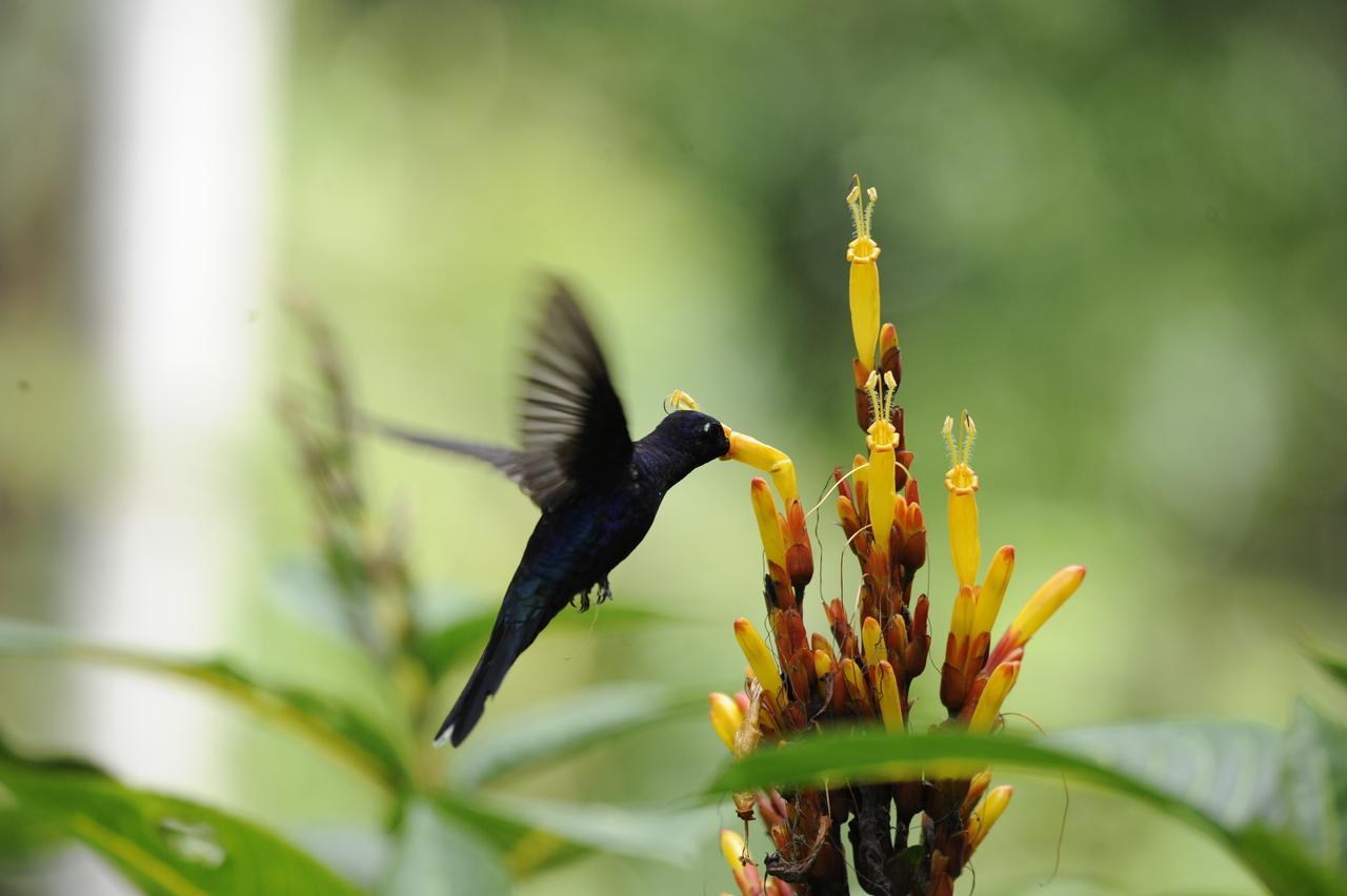Omega Tours Eco-Jungle Lodge ラ・セイバ エクステリア 写真