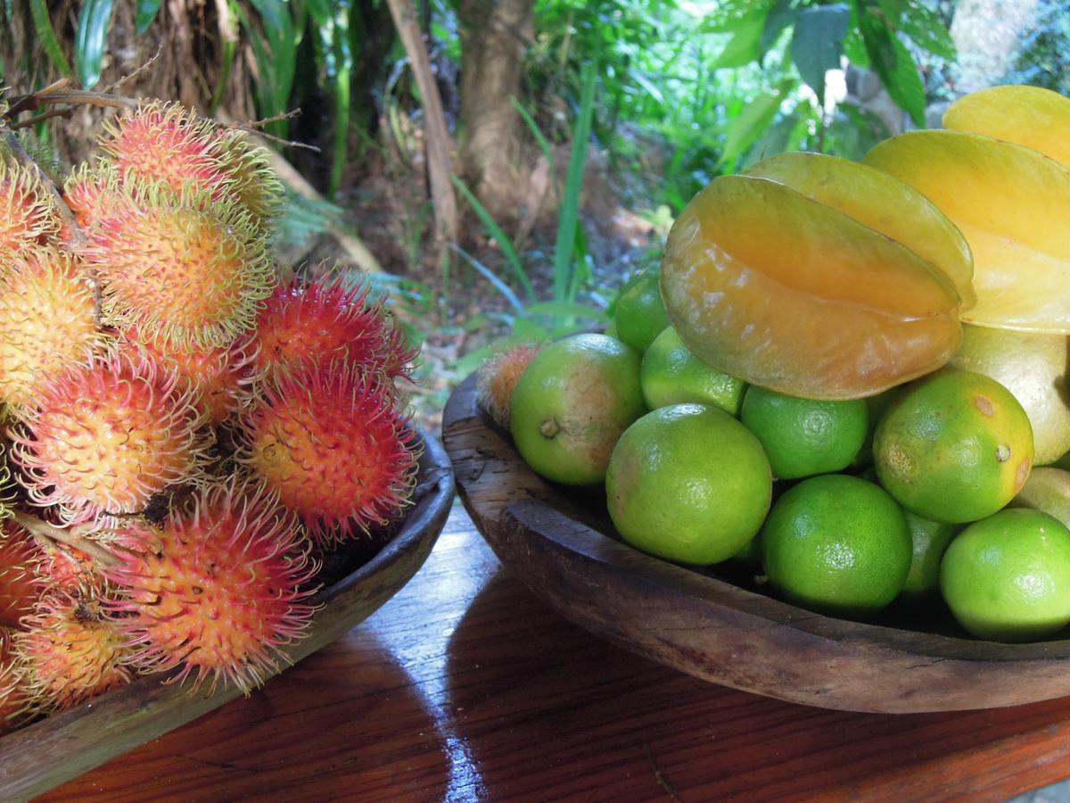 Omega Tours Eco-Jungle Lodge ラ・セイバ エクステリア 写真